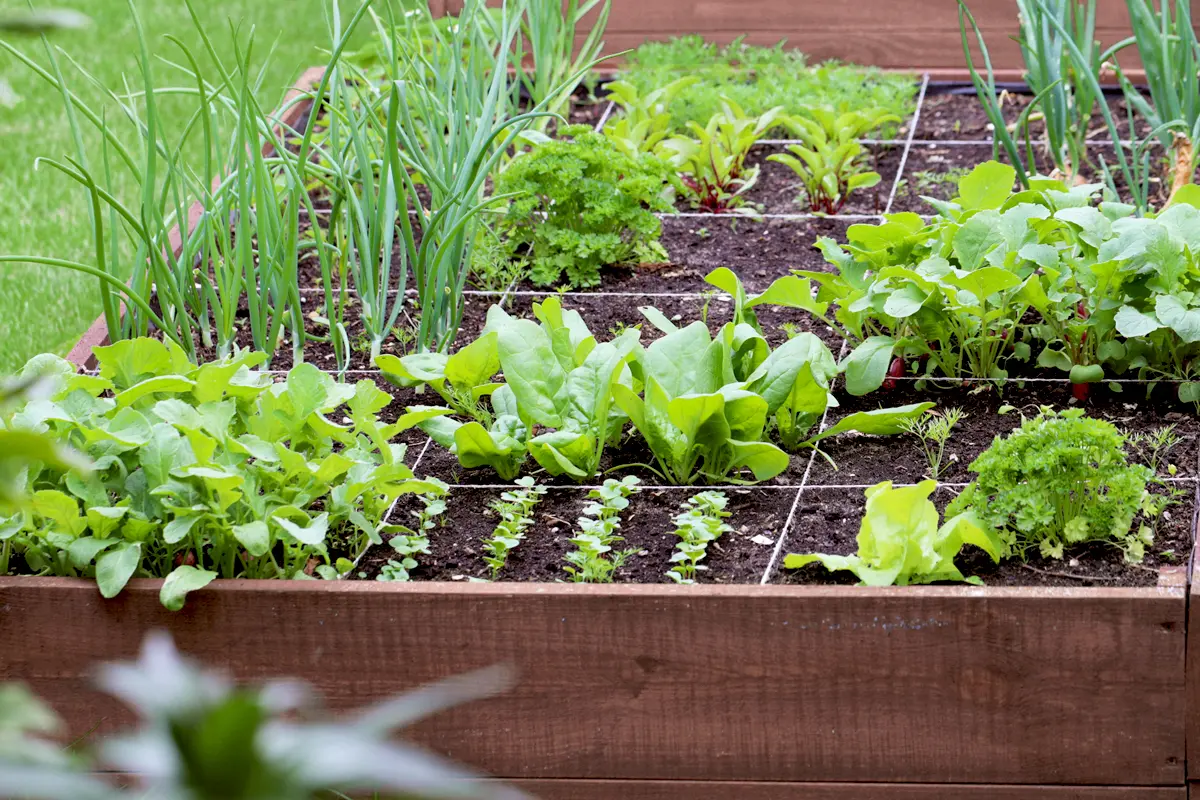 Le potager du Maquis — légumes de saison et herbes aromatiques